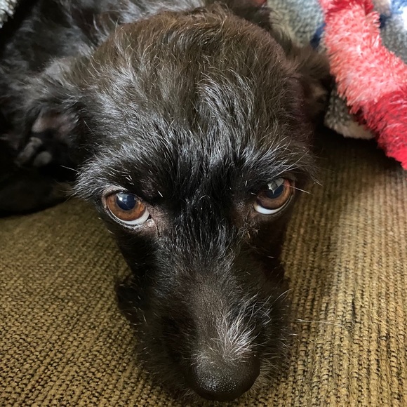 NOT FOR SALE!! Just showing off my dog Luna - Picture 9 of 9